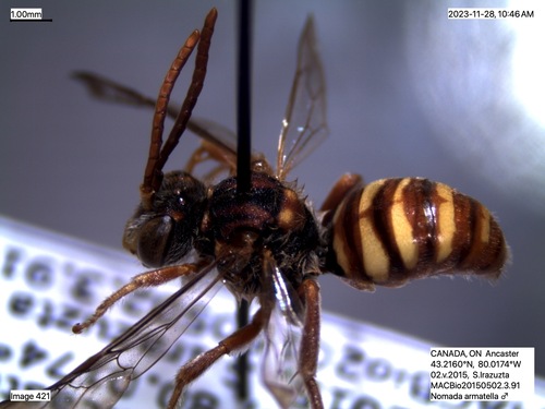 Nomada armatella
