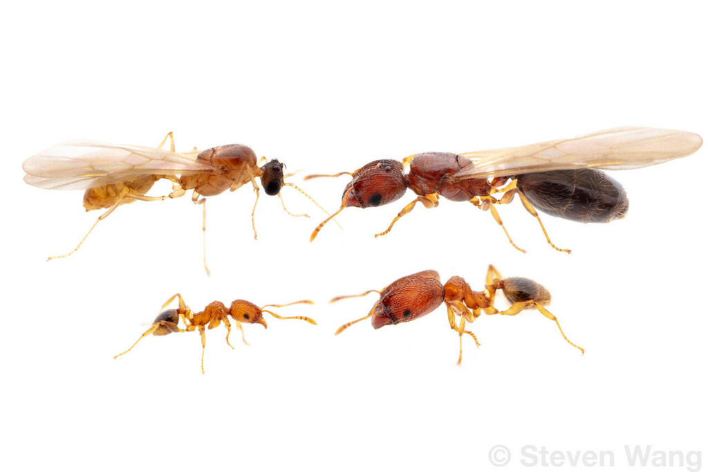 Pheidole parva from Broward County, FL, USA on November 25, 2023 at 08: ...