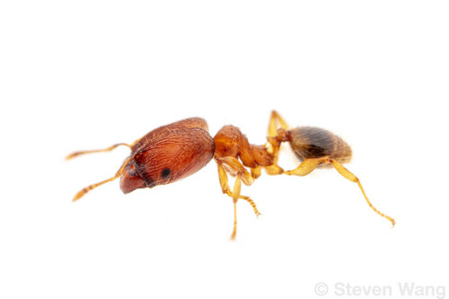 矮大头蚁Pheidole parva