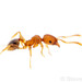 Pheidole parva - Photo (c) Steven Wang, all rights reserved, uploaded by Steven Wang