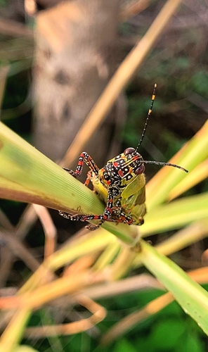 Variegated grasshopper