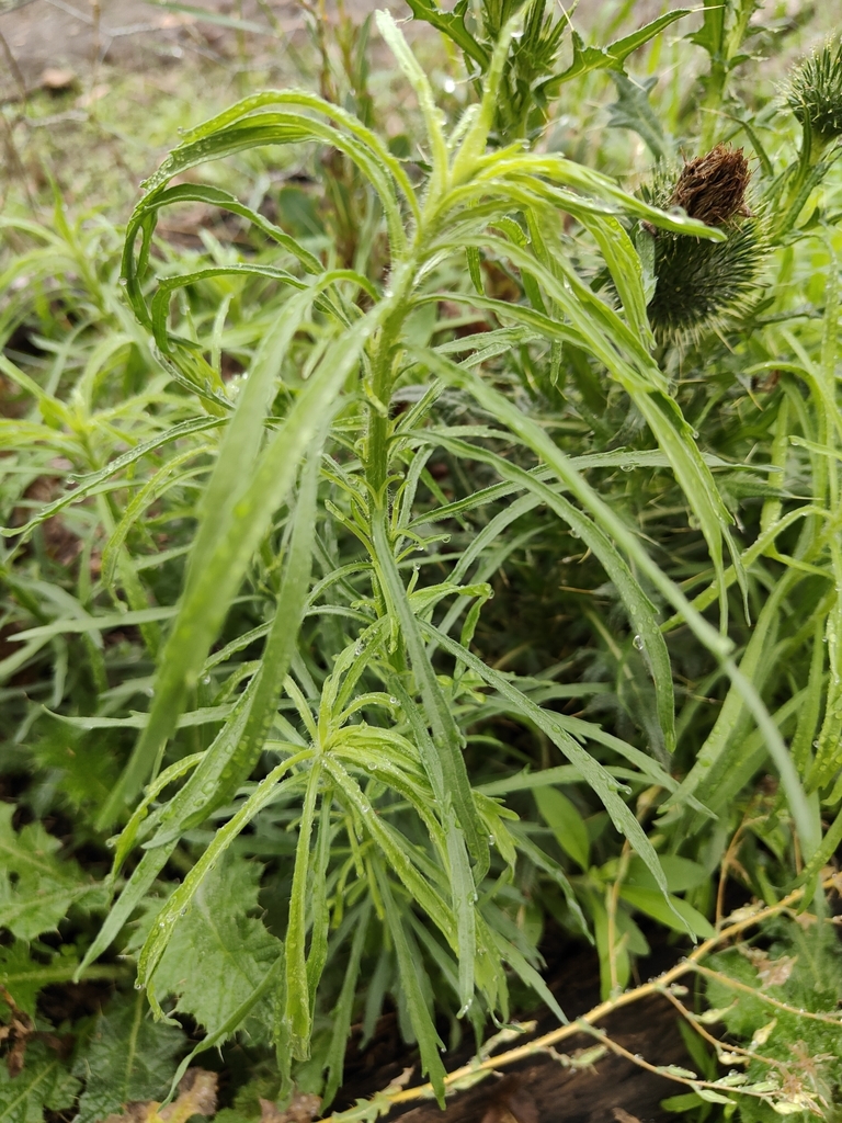 Flax-leaved Horseweed from Summerholm QLD 4341, Australia on November ...