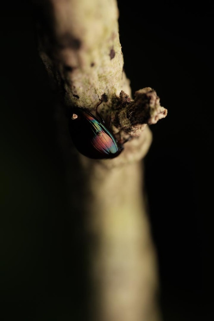 Darkling Beetles from Central Water Catchment, Singapore on April 7