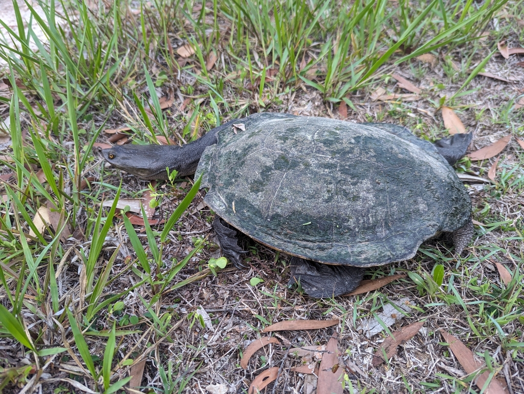 Broad-Shelled Turtle from Agnes Water QLD 4677, Australia on November ...