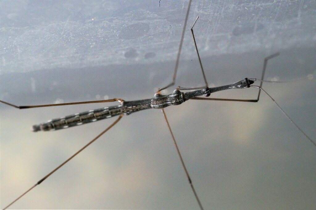 Common Water Measurer from Murcia, España on April 13, 2023 at 01:57 PM ...