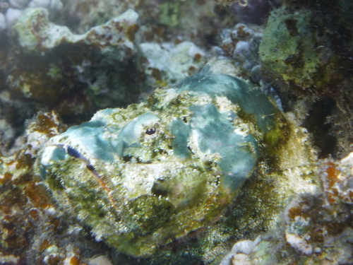 Devil Scorpionfish — seen at this dive site