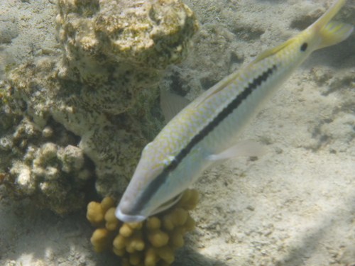 Red Sea Goatfish — seen at this dive site