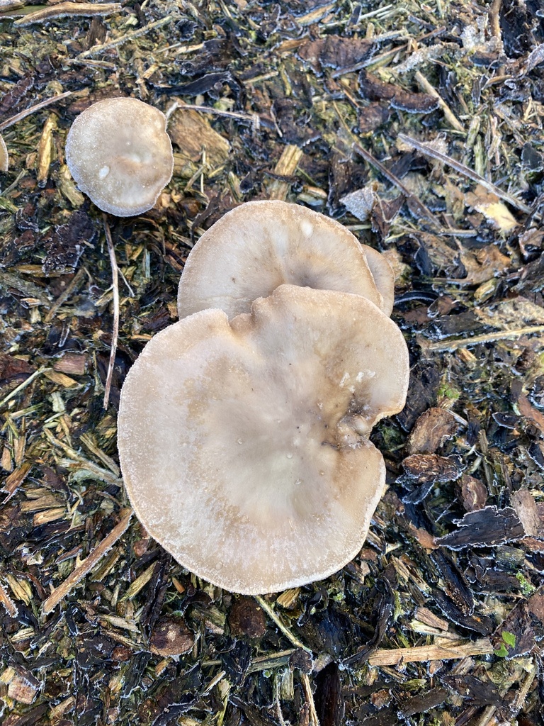 Fungi Including Lichens from Fusehill St, Carlisle, England, GB on