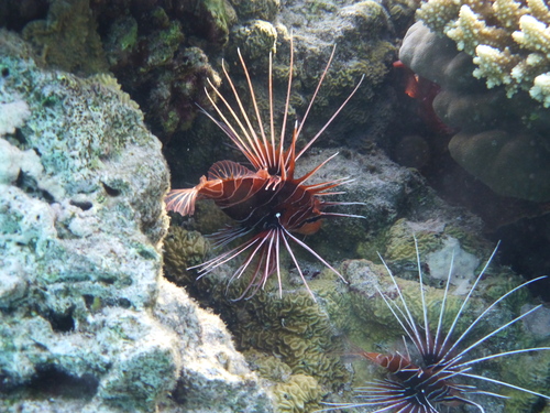 Red Sea Clearfin Lionfish — seen at this dive site