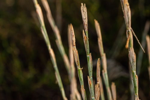 Thinopyrum junceum (L.) Á.Löve