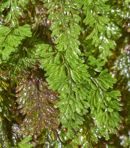 Tunbridge filmy fern