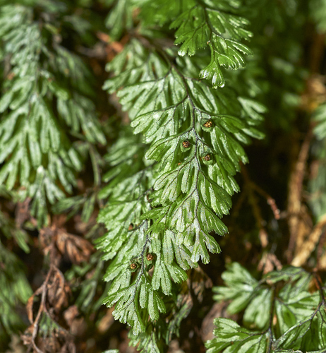 Tunbridge filmy fern