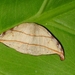 Nordstromia - Photo (c) aero bird, all rights reserved, uploaded by aero bird