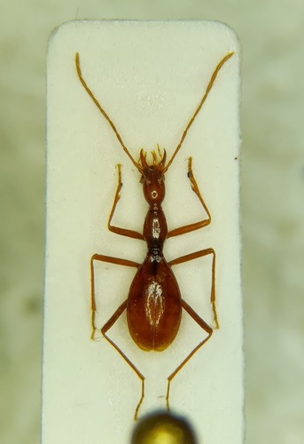Sardaphaenops adelphus · iNaturalist