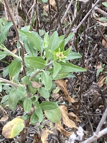 El Dorado Coast Sunflower foliage