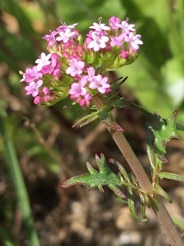 Annual Valerian
