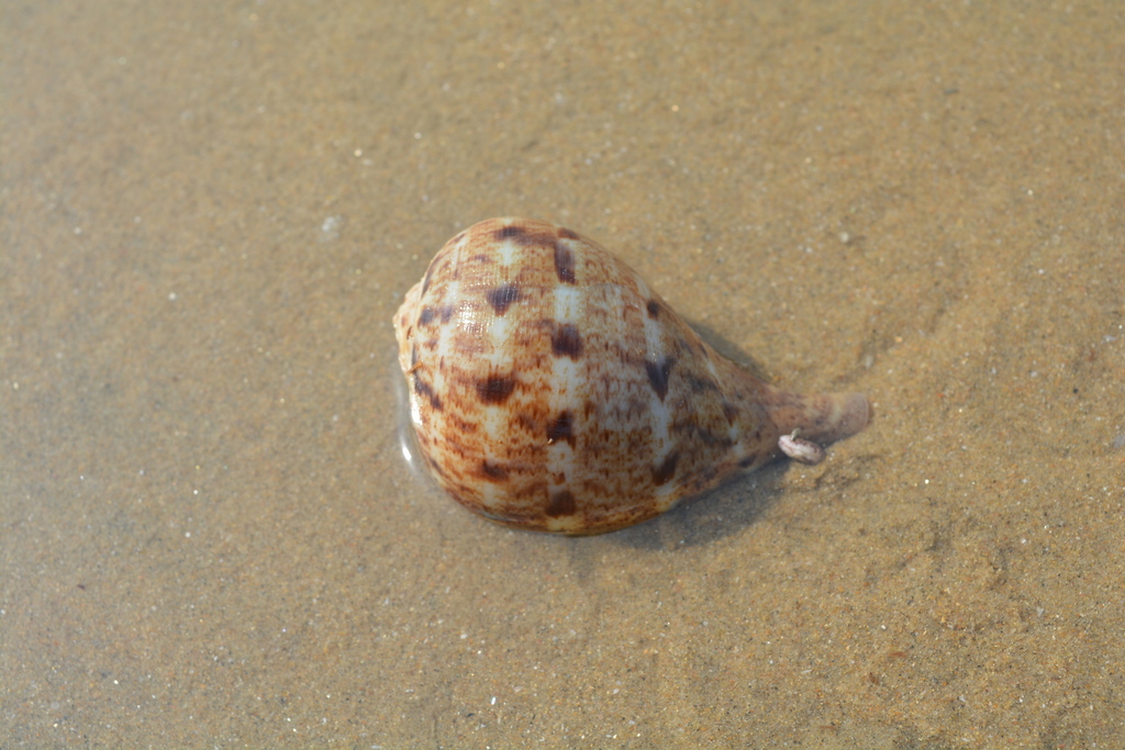 Paper Fig Shell (Ficus ficus) · iNaturalist Canada