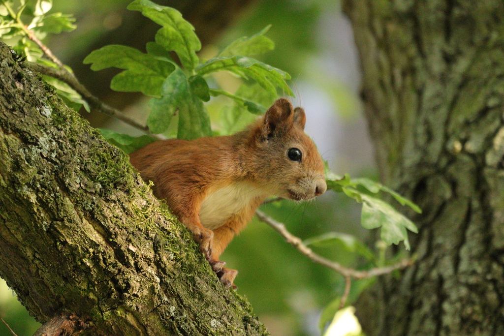eurasian-red-squirrel-from-91058-erlangen-eltersdorf-deutschland-on