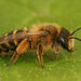 Andrena flavipes - Photo (c) Henk Wallays, todos los derechos reservados, subido por Henk Wallays