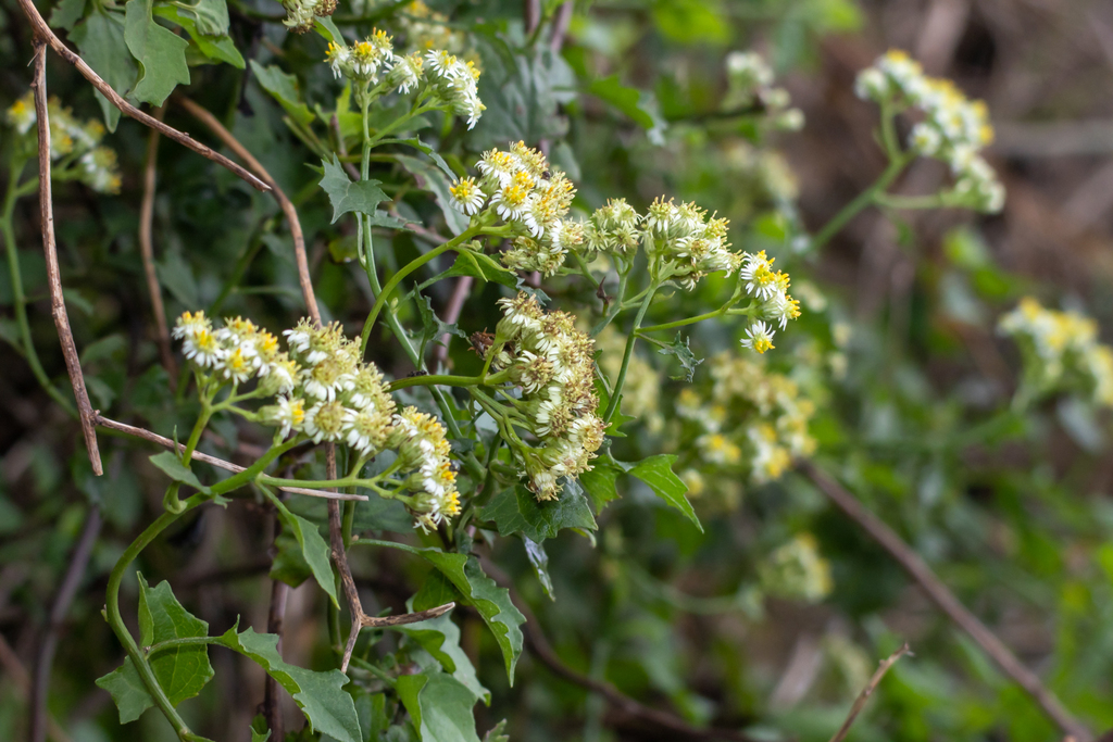 Microglossa mespilifolia from Mahogany Ridge, 3608, South