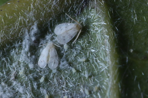 Paraleyrodes bondari