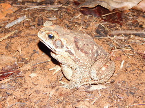 Cururu Toad