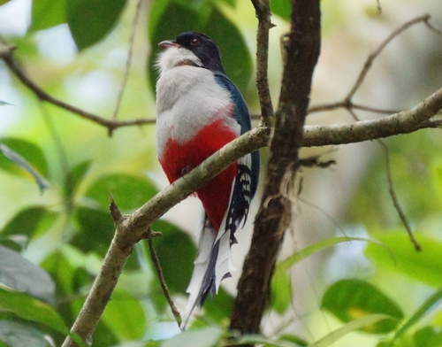 Cuban Trogon