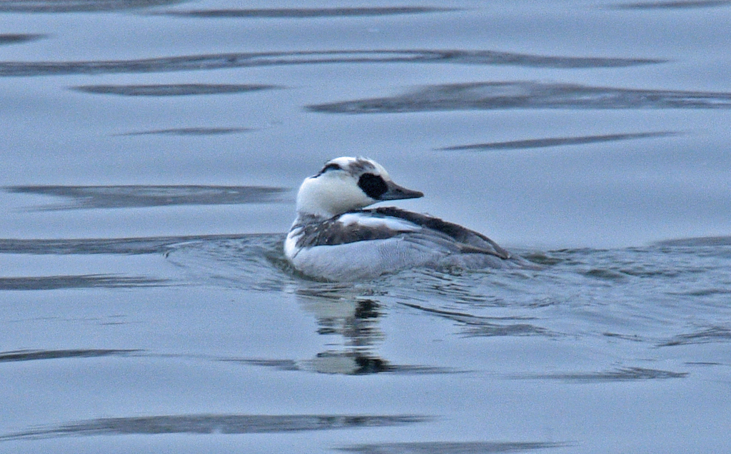 Smew from Юж. административный округ, Москва, Россия on November 29 ...