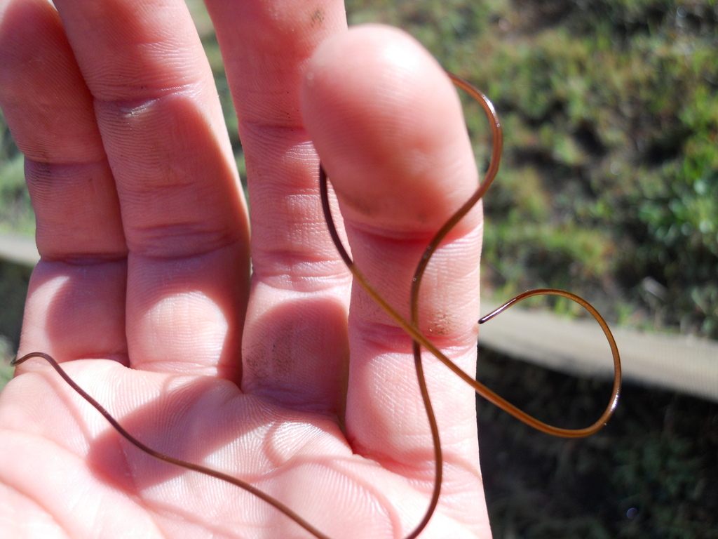 Horsehair Worms from Riverside County, CA, USA on February 16, 2012 at