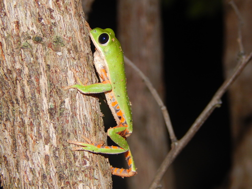 Northern Orange-legged Leaf Frog