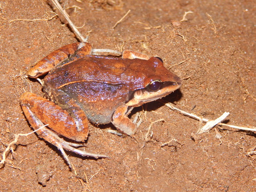 Basin White-lipped Frog