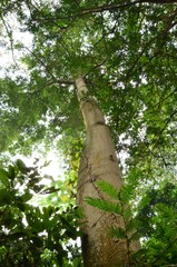 Ceiba pentandra image