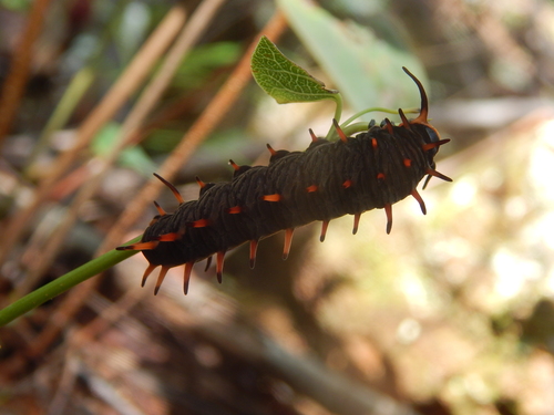 Polydamas Swallowtail