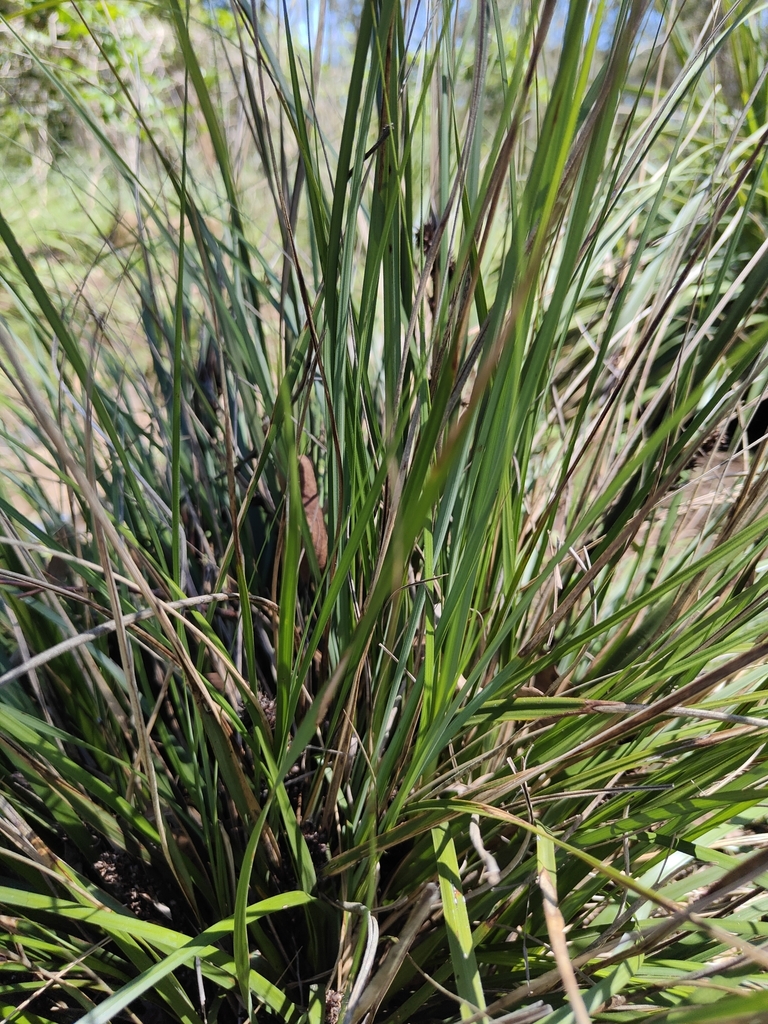 grasses, sedges, cattails, and allies from Summerholm QLD 4341 ...