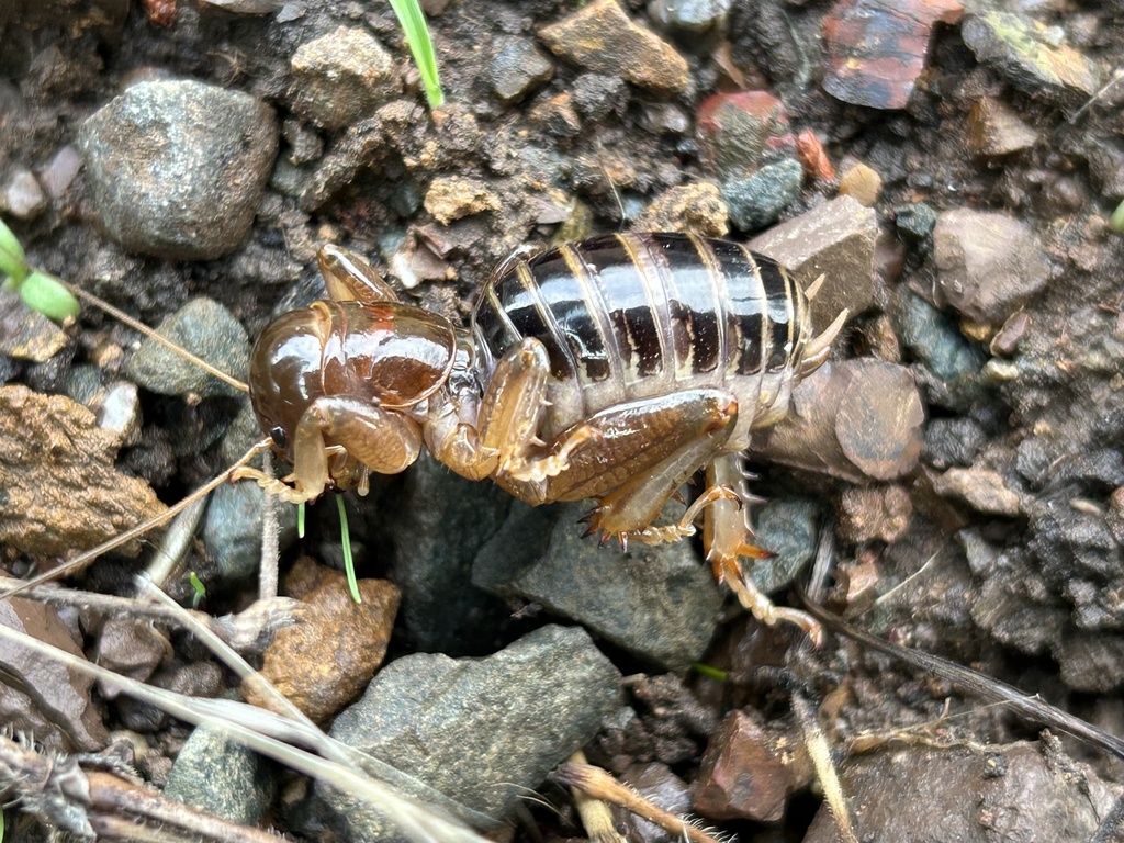 North American Jerusalem Crickets from Marin Headlands, Sausalito, CA ...