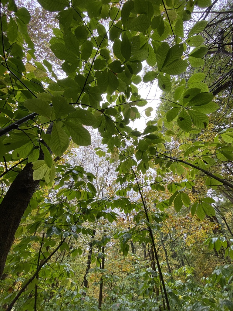 common-pawpaw-from-e-50-s-lagro-in-us-on-october-14-2023-at-12-03