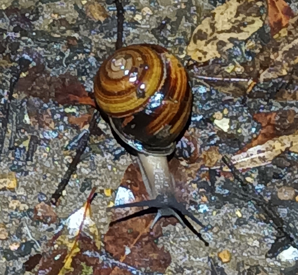 Fraser's Banded Snail from Barney View QLD 4287, Australia on November ...