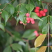 Syzygium luehmannii - Photo (c) Swampy, כל הזכויות שמורות, הועלה על ידי Swampy