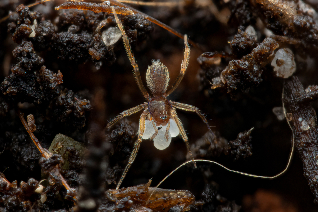 Theotima minutissima from Øster Farimagsgadekvarteret, København