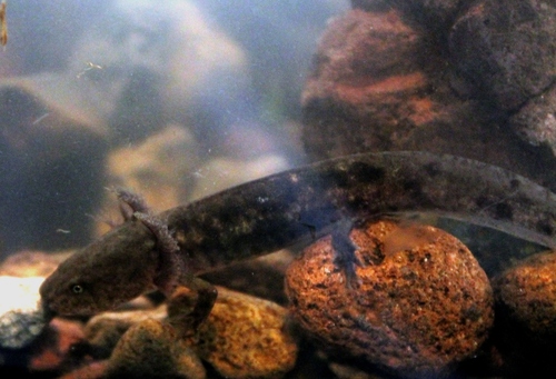 Mountain Stream Salamander