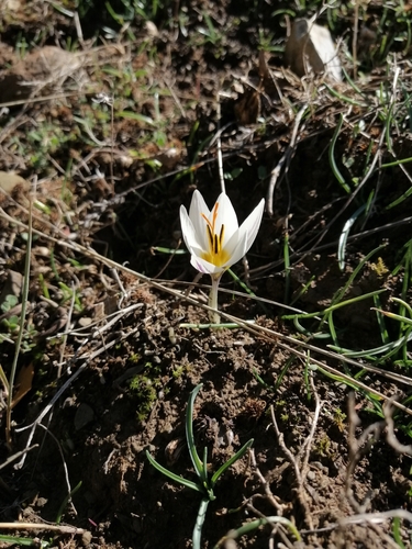 Crocus melantherus