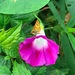 Polites vibex catilina - Photo (c) Maristela Zamoner，保留所有權利