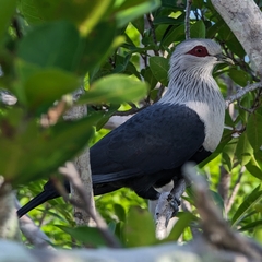 Comoro Blue-Pigeon
