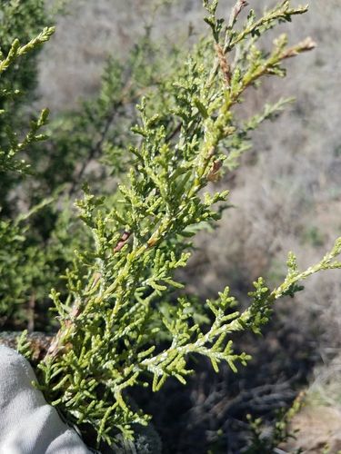 redberry juniper
