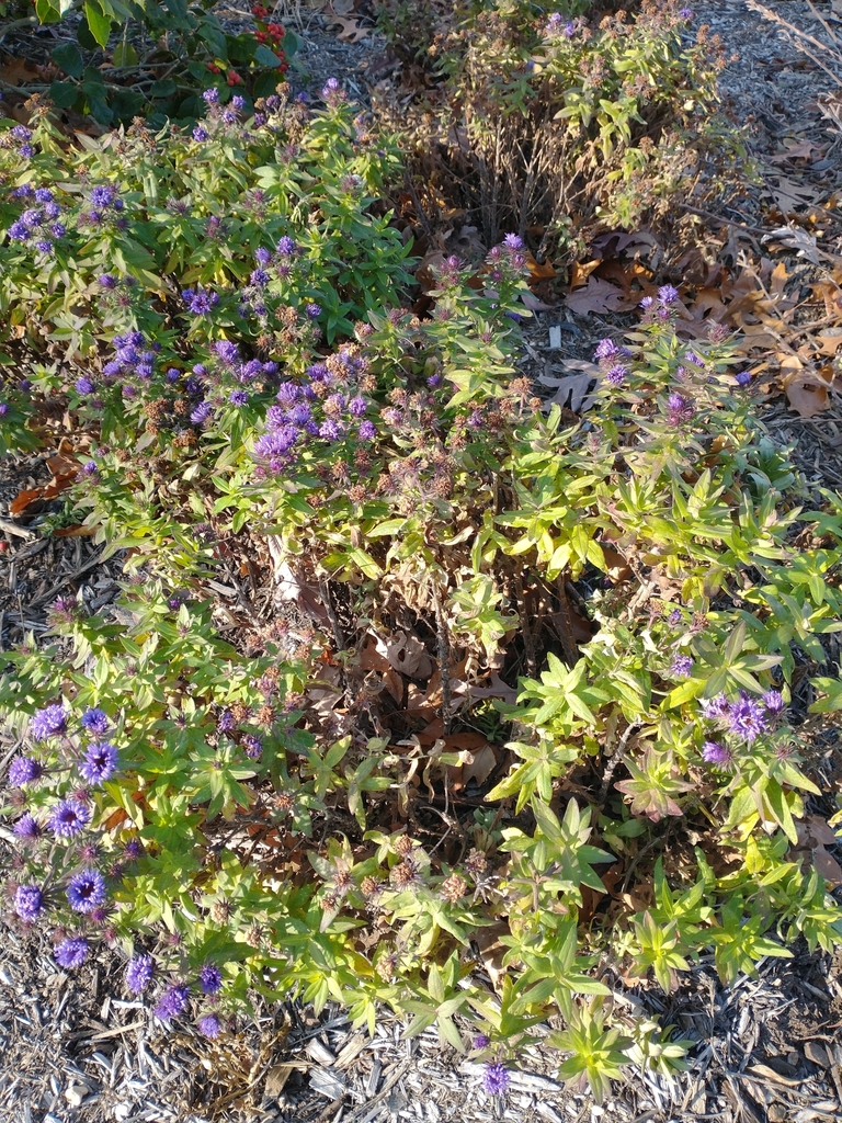 American asters from M9J3+6R, Lakeview, NY 11552, USA on November 30 ...