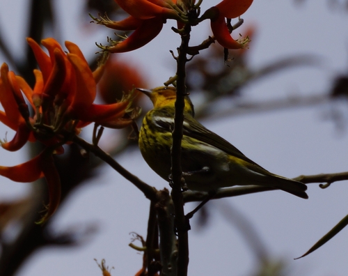 Cape May Warbler