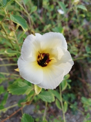 Image of Hibiscus trionum