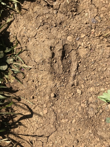 Deer Tracks – NatureTracking