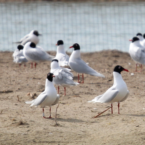 Mediterranean Gull