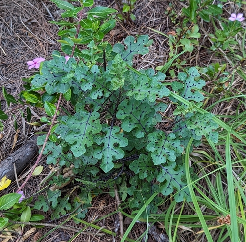 Solanum aldabrense